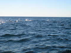 PC030004.JPG