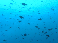 P4260066.JPG
