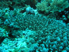 P4260111.JPG
