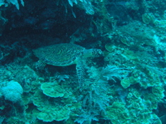 P4270034.JPG