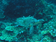 P4270035.JPG