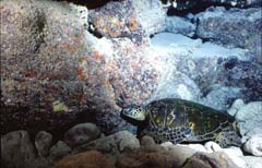Sleeping Turtle