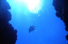Swimming